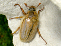 Amphimallon solstitiale